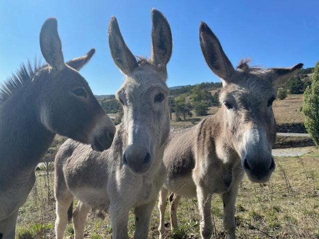 Appartamento Le Petit Saint Clair Trigance Esterno foto